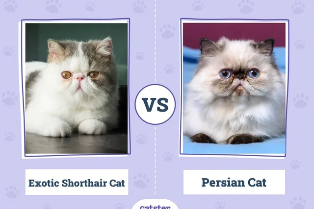 Exotic Shorthair Cat vs Persian Cat: Key Differences (With Info & Pictures)
