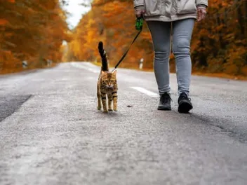 Tactical Cat Harnesses: How They Work, Vet-Reviewed Pros, Cons & FAQ