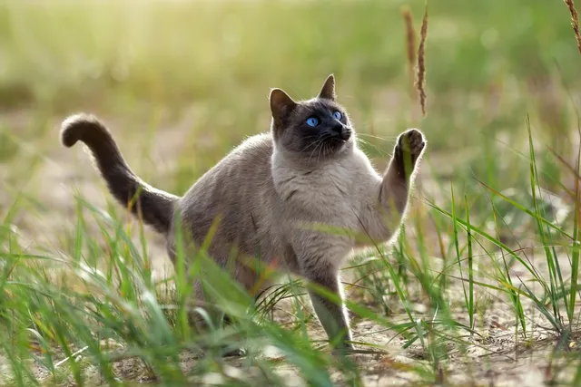 20 Cat High Five GIFs We Love: Cute & Funny Kitties