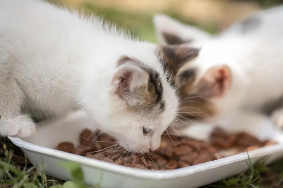 Stray kitten eating from a disponsable plate outdoors