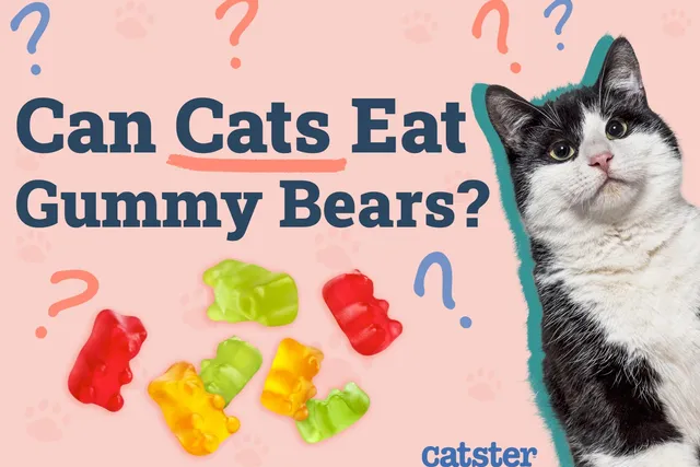 Can Cats Eat Gummy Bears? Vet-Reviewed Nutritional Facts