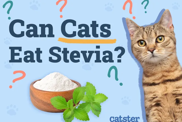 Can Cats Eat Stevia? Vet-Reviewed Facts & FAQ