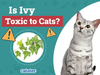 Is Ivy Toxic to Cats? Vet-Reviewed Houseplants Examined