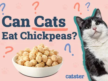 Can Cats Eat Chickpeas? Vet-Verified Nutrition Facts & Alternatives