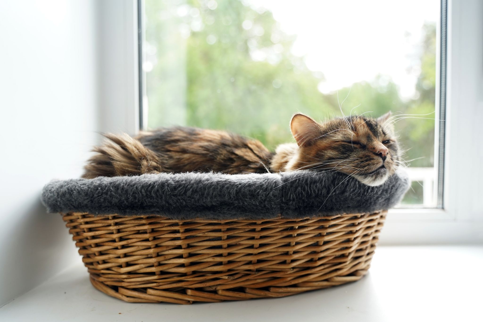 Where Do I Put My Cat's Bed? 5 Vet-Approved Ideal Spots