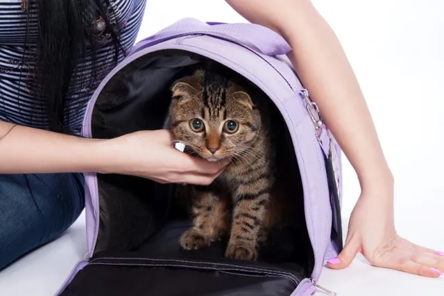 How to Get Your Cat into a Carrier: Vet-Verified Tips & Step-by-Step Guide