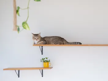 10 Free DIY Cat Shelves You Can Build Today (With Pictures)