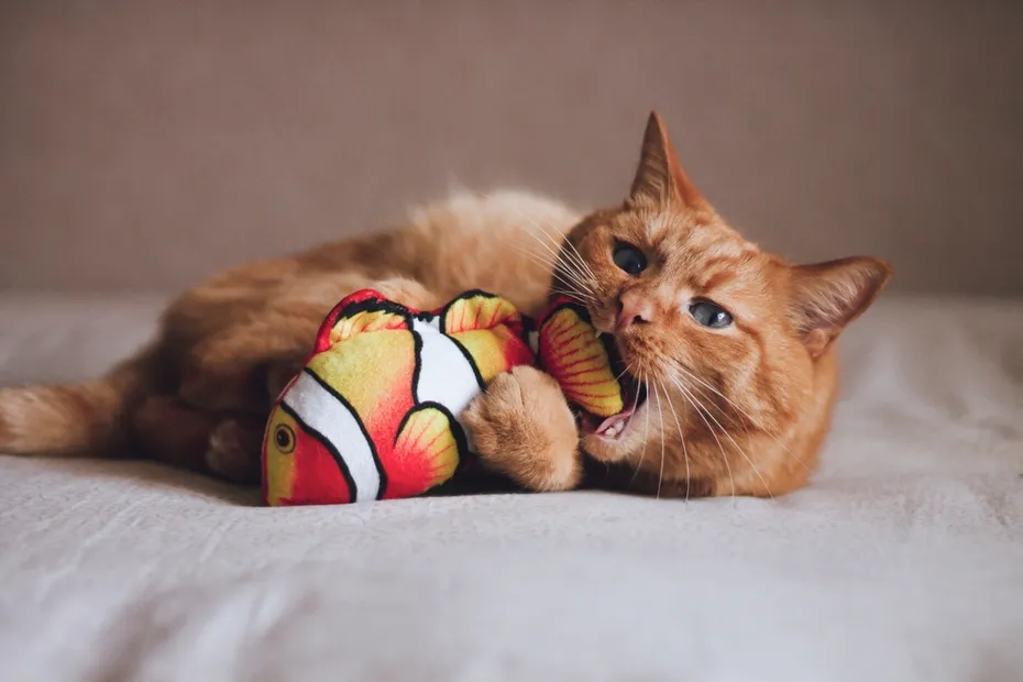 Orange cat playing with a fish toy
