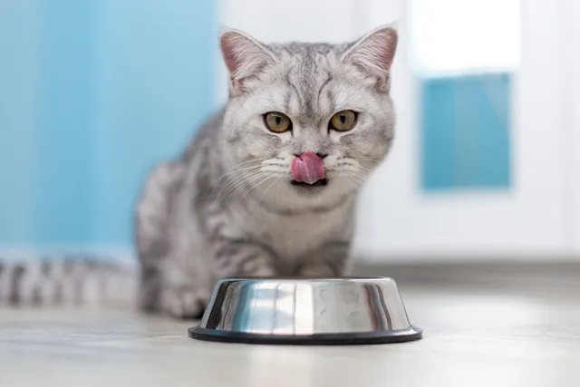 How to Make Catnip Tea for Cats: 6 Easy Recipes