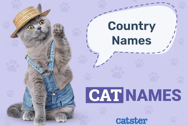 160+ Country Cat Names: Great Ideas for Your Western Cat
