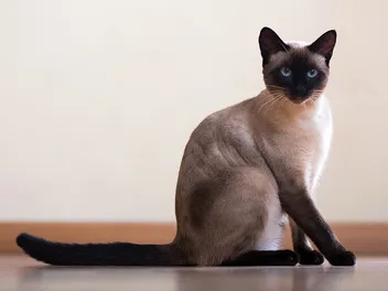 How Much Do Siamese Cats Cost? 2026 Price Guide