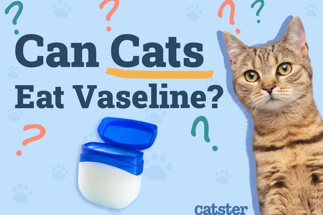 Can Cats Eat Vaseline? Vet-Approved Benefits & Precautions