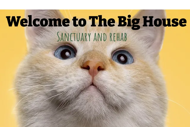 The World's Only Sanctuary for Severely Overweight Cats: The Big House Sanctuary and Rehab | Heroes of the Pet World