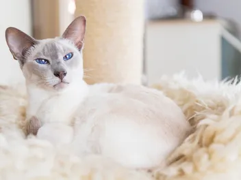 Lilac Point Siamese Cat Breed: Info, Pictures, Temperament & Traits