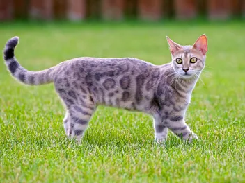 Blue Bengal: Info, Pictures, Origin & History