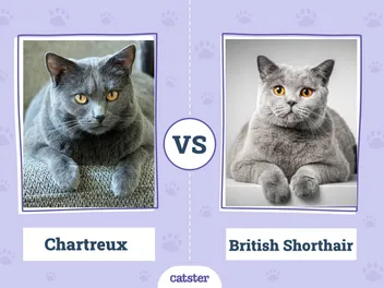 Chartreux vs. British Shorthair: The Differences (With Info & Pictures)