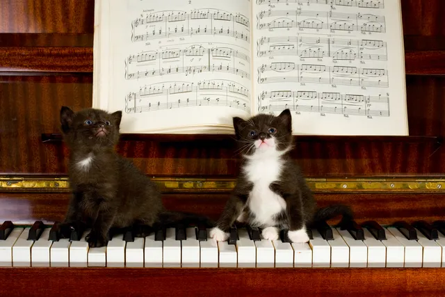 20 Awesome Album Covers With Cats on Them