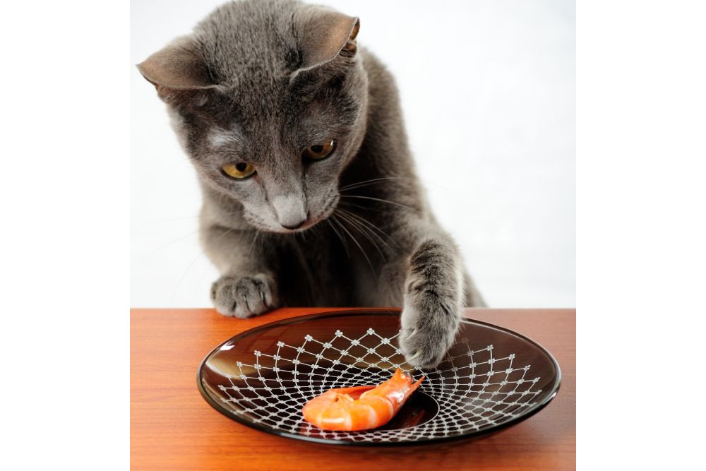 Cat wants to steal or to touch a shrimp from the table