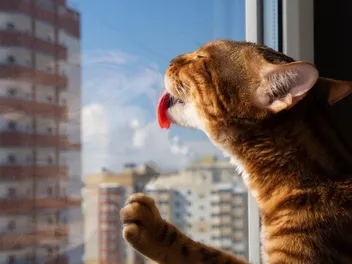 Why Does My Cat Lick Windows & Window Screens? Behaviour Explained