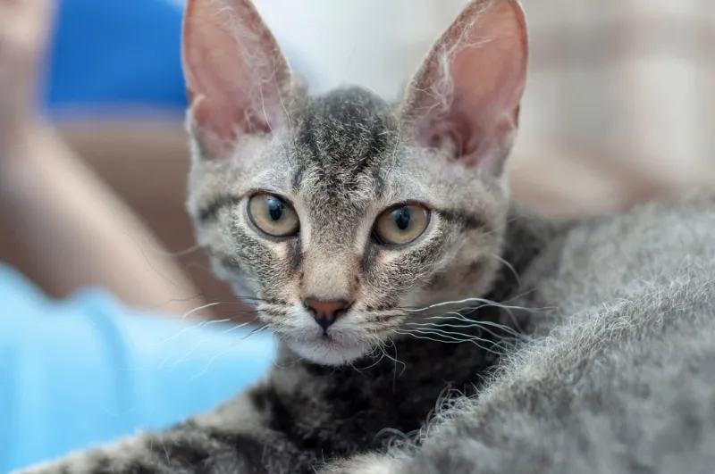 young tabby cat with curly hair and whiskers