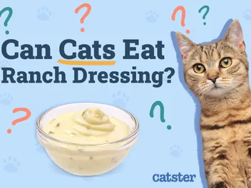 Can Cats Eat Ranch Dressing? Vet-Approved Nutritional Facts & FAQ