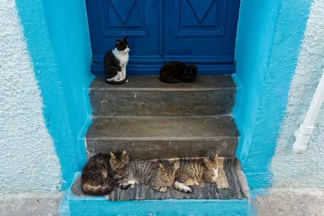Why Are There So Many Cats in Greece? Interesting Feline Facts