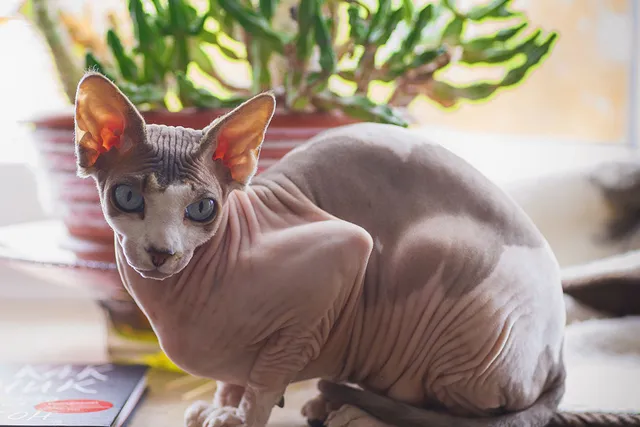 8 Different Sphynx Cat Colors: Vet-Verified Info & Pictures