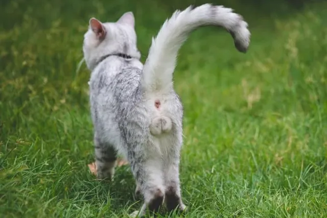 How to Tell Whether a Male Cat Is Fixed: Vet-Verified Facts & Neuter Info
