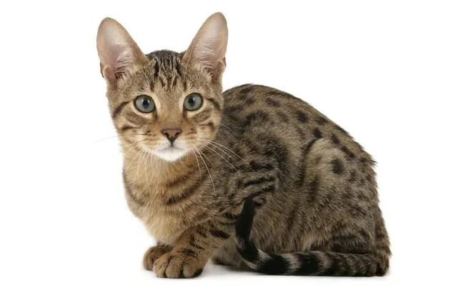 How to Care for an 8- to 12-Week-Old Kitten (Vet-Verified)