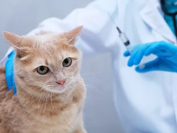 How Often Do Cats Need Shots & Other Preventative Treatments? (Vet Answer)