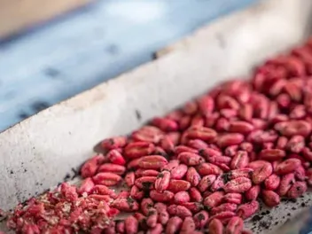 Will a Cat Eat Rat Poison? How to Use It Safely Around Them