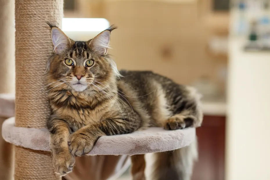 cute gray tabby maine coon kitten lying on a play stand