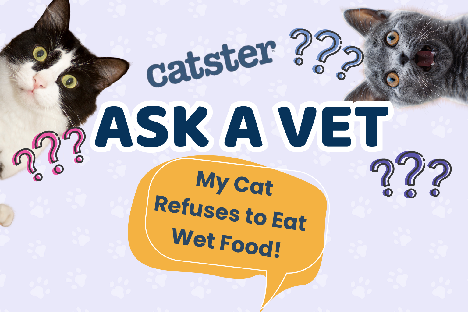 Ask Dr. Paola – HELP! My Cat Refuses to Eat Wet Food! (October 5, 2026)