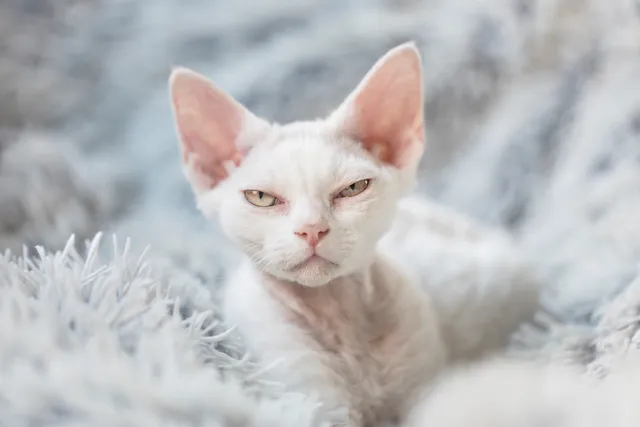 How to Keep Cats Warm in Winter: 7 Vet-Approved Methods
