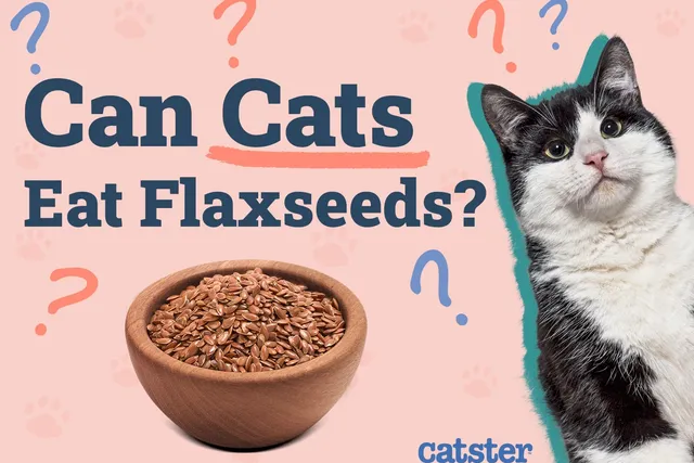 Can Cats Eat Flaxseeds? Vet-Approved Nutritional Facts & FAQ