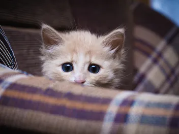 How to Make a Skittish Cat Friendly: 10 Great Vet-Verified Ways