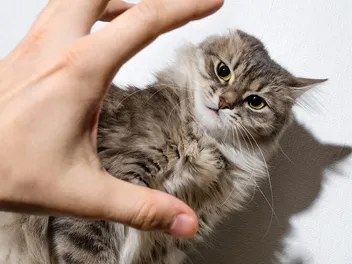 Why Doesn’t My Cat Like To Be Held Or Picked Up? 6 Vet-Reviewed Reasons
