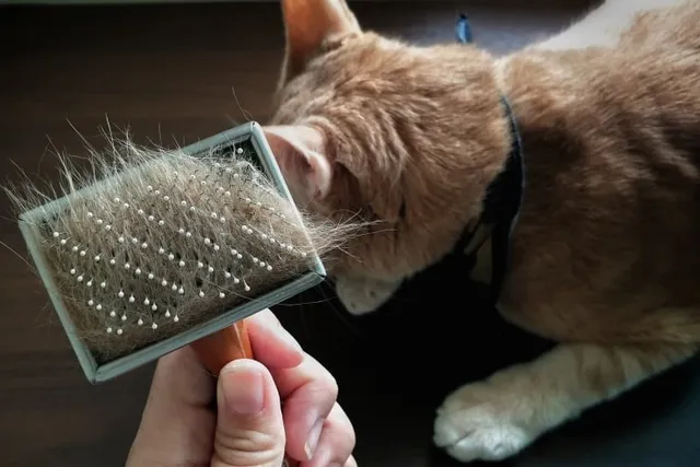 What Is Cat Dander? Vet Approved Tips For Allergies & FAQ