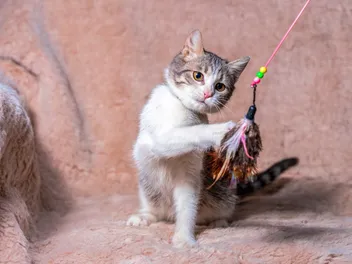 Why Do Cats Like Feathers? Our Vet Explains 4 Reasons & Safety Tips