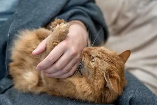 Why Does My Cat Bite Me Unprovoked? 5 Vet-Reviewed Reasons for this Behavior