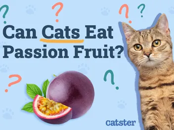 Can Cats Eat Passion Fruit? Vet Approved Feline Nutrition Advice