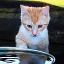 Why Are Cats Afraid of Water? Vet-Reviewed Facts & Useful Tips