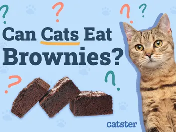 Can Cats Eat Brownies? Vet-Reviewed Facts & FAQ