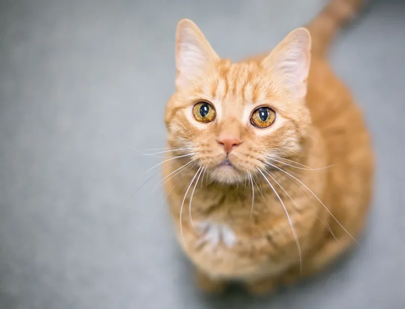 cute orange tabby cat