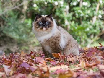 What to Do If You Find a Lost Cat: 11 Vet-Approved Steps to Follow