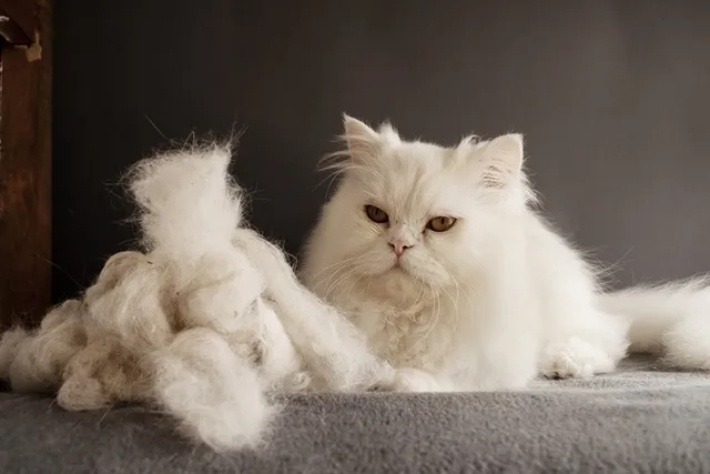 How to Clean Up Cat Hair: 10 Easy Ways