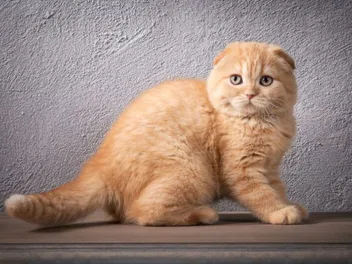 10 Cats With Folded or Curled Ears (With Info & Pictures)