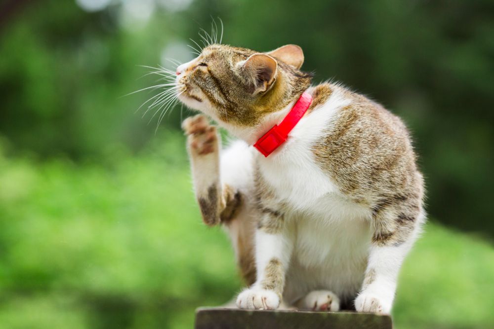 Cat wearing collar scratching and itching
