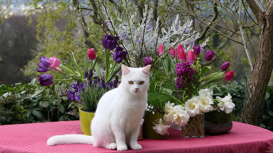 turkish van cat sitting on the table