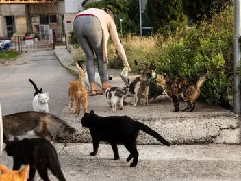 14 Cat Overpopulation Statistics (2026 Update)